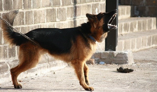 An alert dog barking at a noise