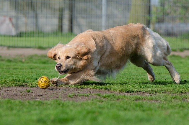 Best Automatic Ball Launchers for Dogs (2026)