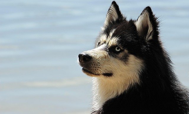 Food Allergies vs. Environmental Allergies in Dogs