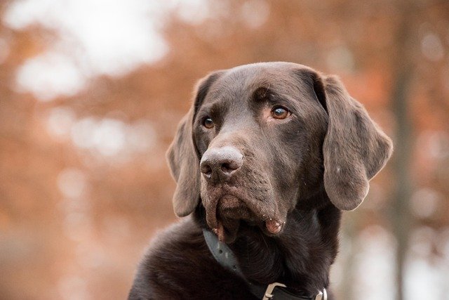 Best GPS Dog Trackers of 2026: Tested and Compared