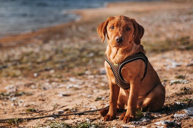 Best Dog Car Safety Harnesses of 2026: Crash-Tested Picks