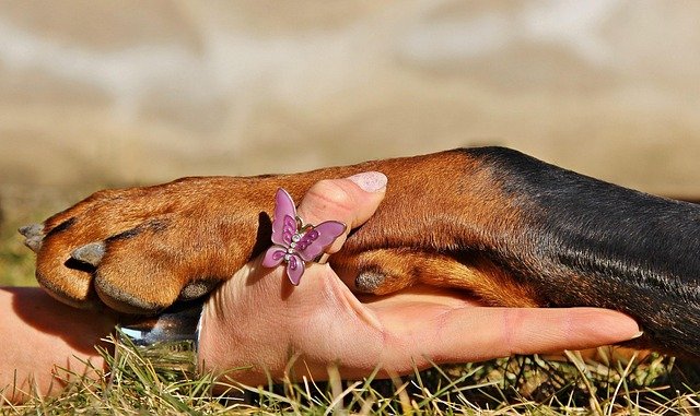 An owner gently holding a dog's paw before a nail trim