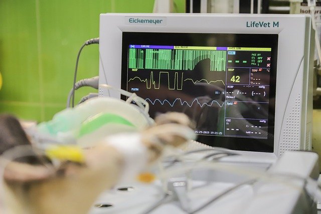 A veterinary anesthesia monitor displays a sedated dog's vital signs during a procedure.