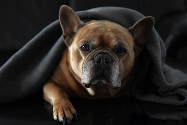 Best Heated Dog Beds of 2026: Safe, Vet-Approved Picks for Cold Nights