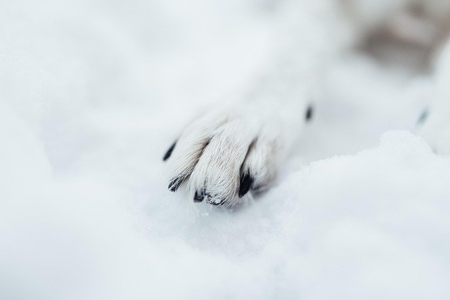 A dog's paw with visible nails resting in snow