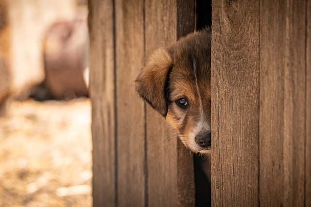 Crate Training an Adult Rescue Dog (Not Just Puppies)