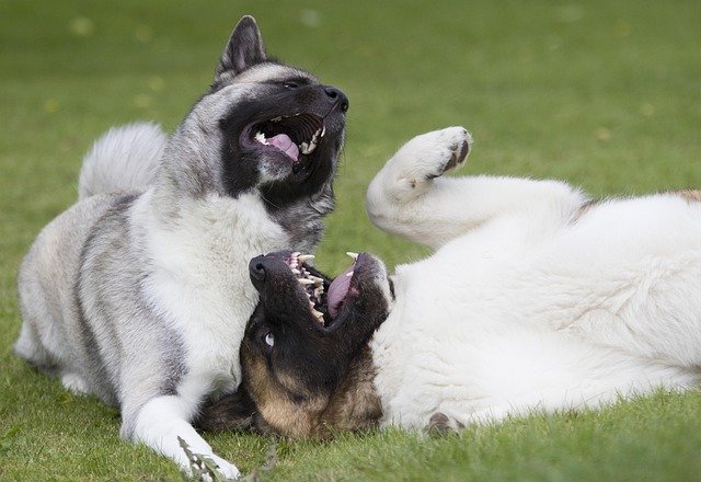 Dogs playing outdoors