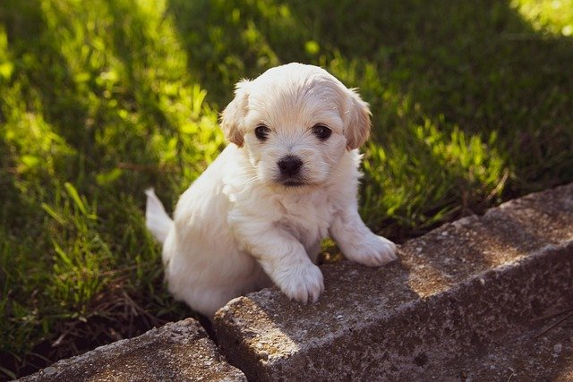 Puppy Potty Training Regression: Why It Happens & Fixes