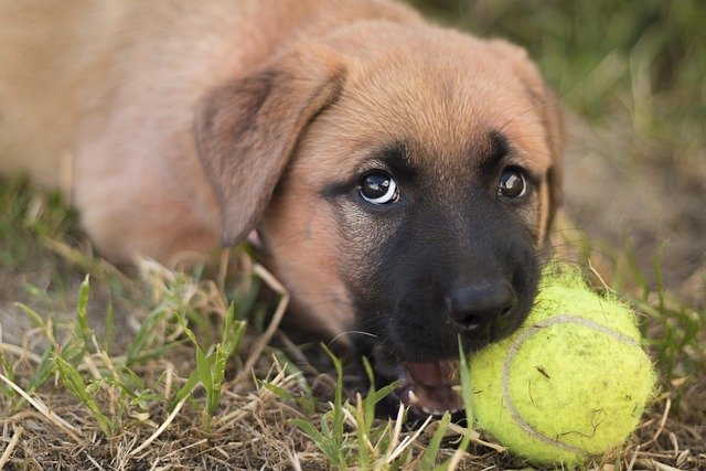How to Stop a Puppy From Biting: A Step-by-Step Guide