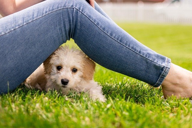Puppy peeking out from between its owner's legs outdoors