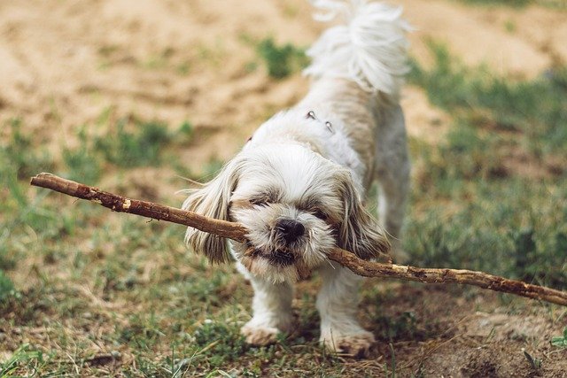 Teaching ‘Leave It’ and ‘Drop It’: Complete Training Guide