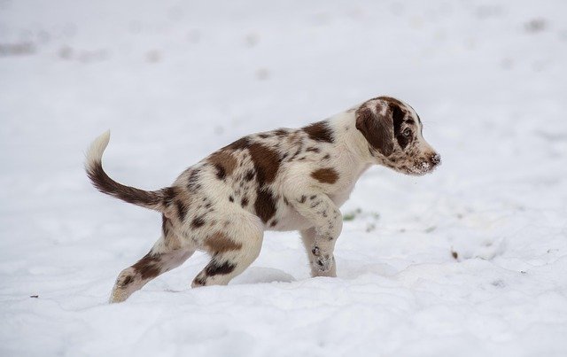 A teething puppy