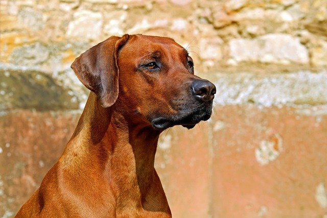 An athletic dog getting its daily exercise