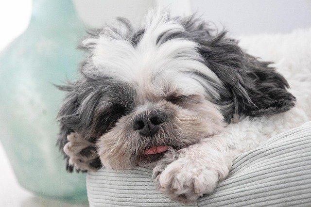 Shih Tzu dog resting comfortably on a cushioned surface with tongue out