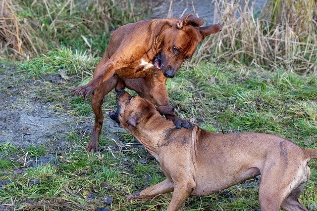 How to Socialize a Puppy: A Complete Guide