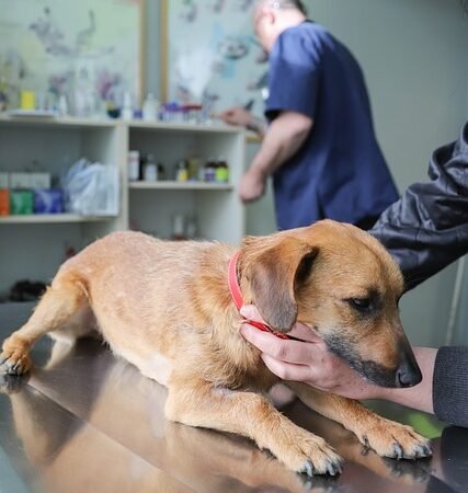 Kennel Cough in Dogs: Symptoms, Treatment, and How Contagious It Really Is