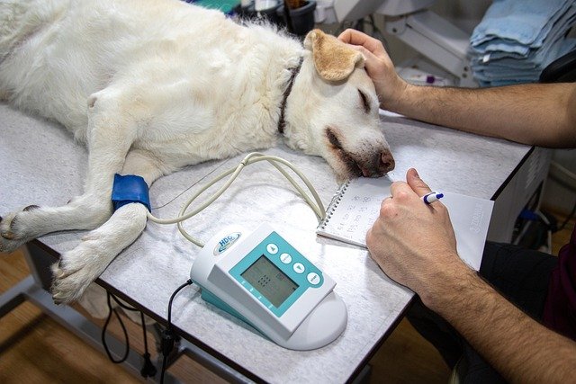 Dog Teeth Cleaning Under Anesthesia: Cost & What to Expect