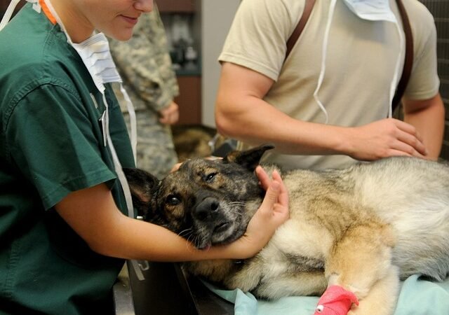 Dog Anal Gland Expression Cost: Vet vs. Groomer vs. DIY