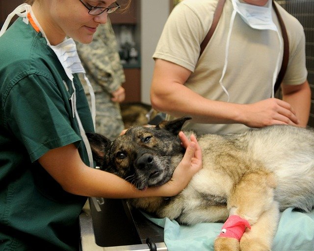 Veterinarian and dog in a clinic exam room during a wellness visit