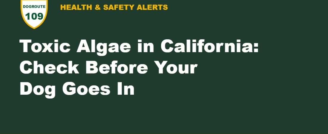 Toxic Algae Advisories in California: 6 Lakes and Rivers to Check Before Your Dog Goes In